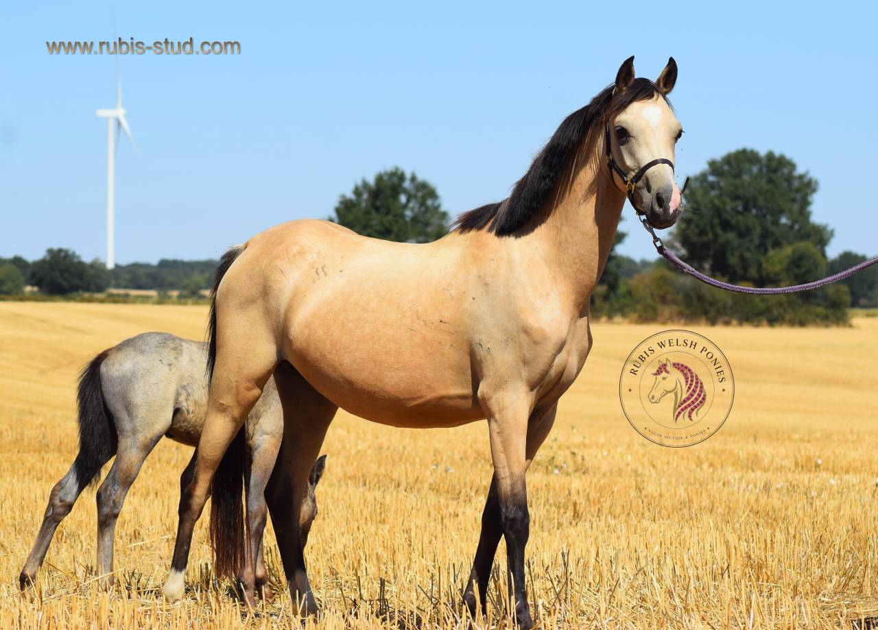 Welsh pony pp, poulini&egrave;re isabelle, suit&eacute;e d'un poulain