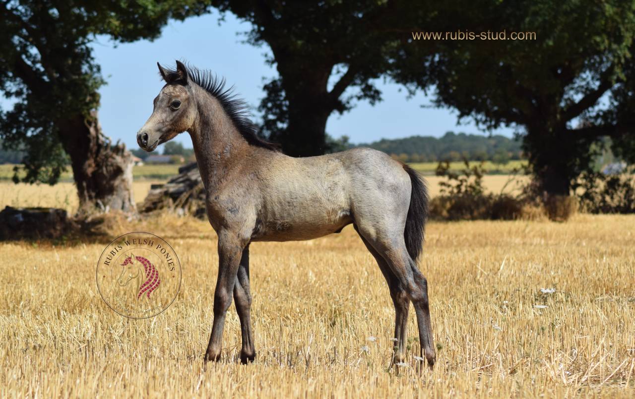 Welsh pony pp, poulini&egrave;re isabelle, suit&eacute;e d'un poulain
