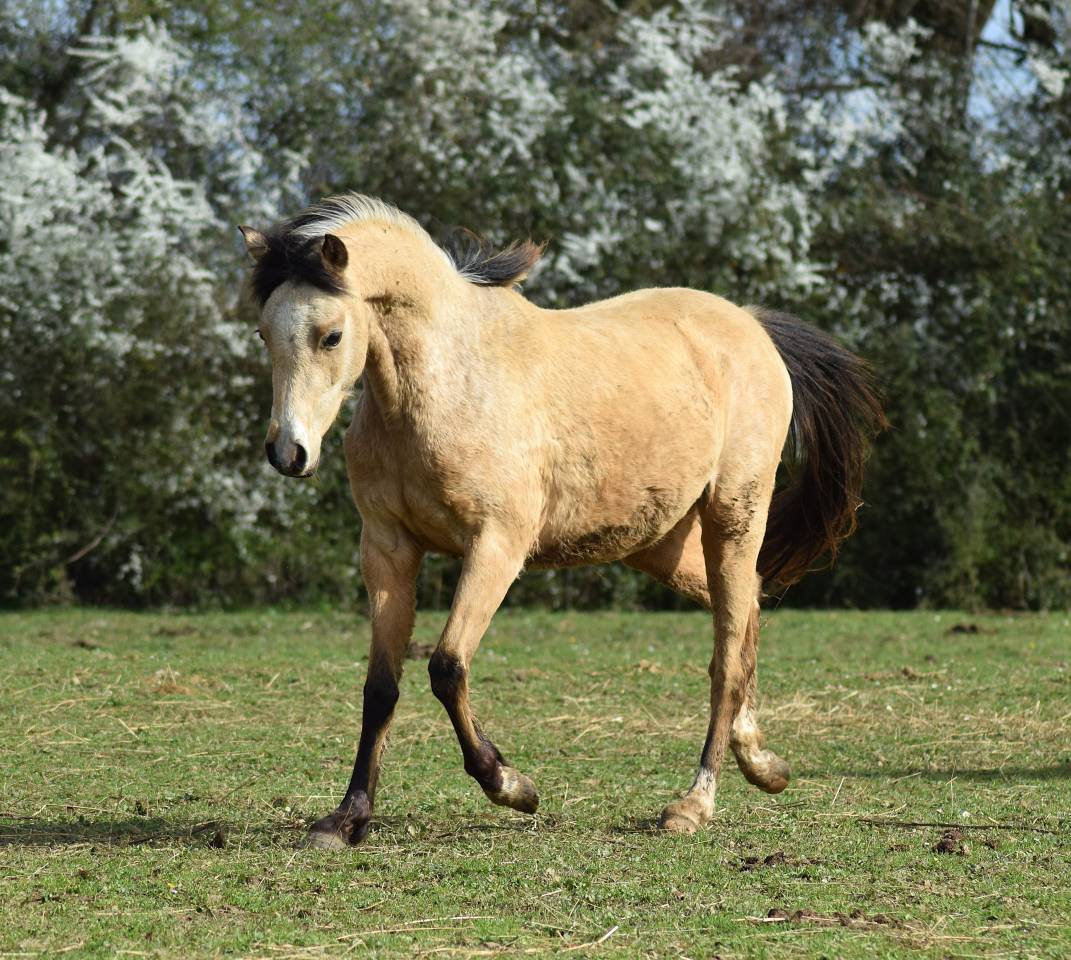 Welsh pony pp, poulini&egrave;re isabelle, suit&eacute;e d'un poulain