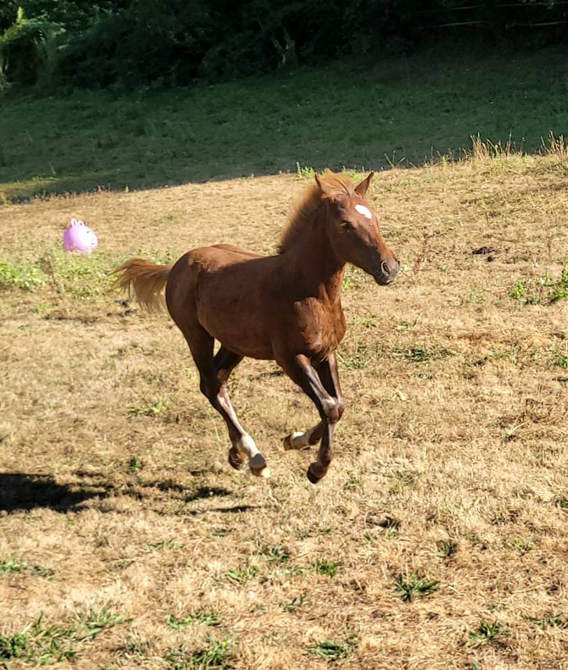 Magnifique poulain (grand poney)