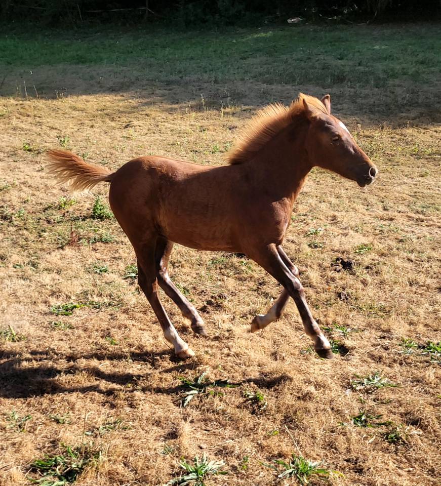 Magnifique poulain (grand poney)