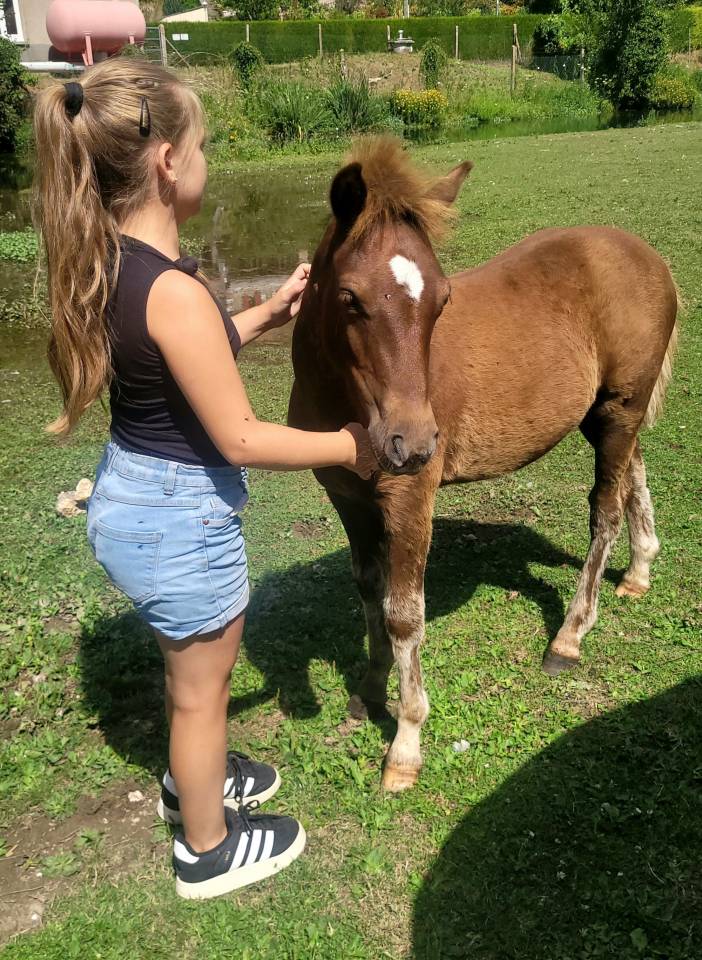 Magnifique poulain (grand poney)