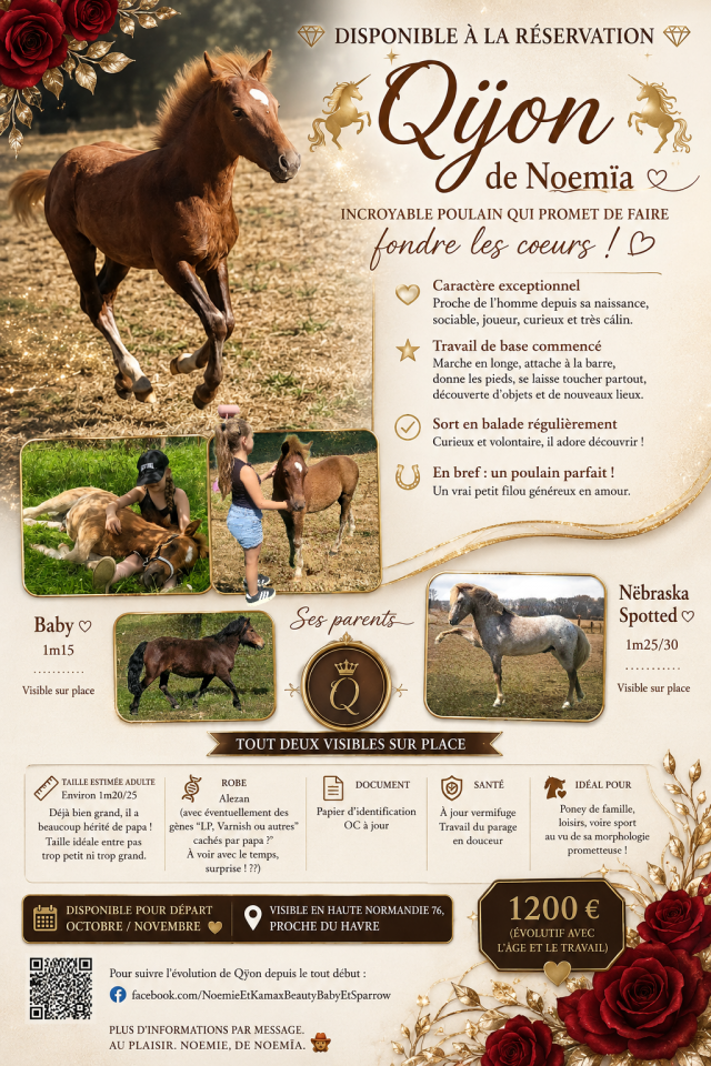 Magnifique poulain (grand poney)