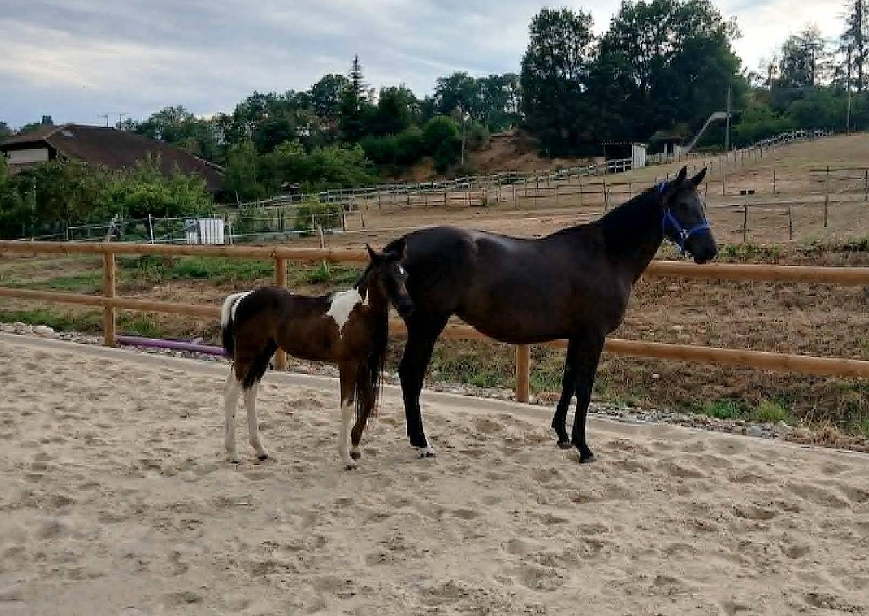foal pie PP sport et jument SF noire 4 ans