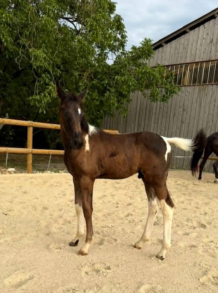 foal pie PP sport et jument SF noire 4 ans