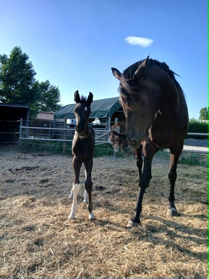 foal pie PP sport et jument SF noire 4 ans