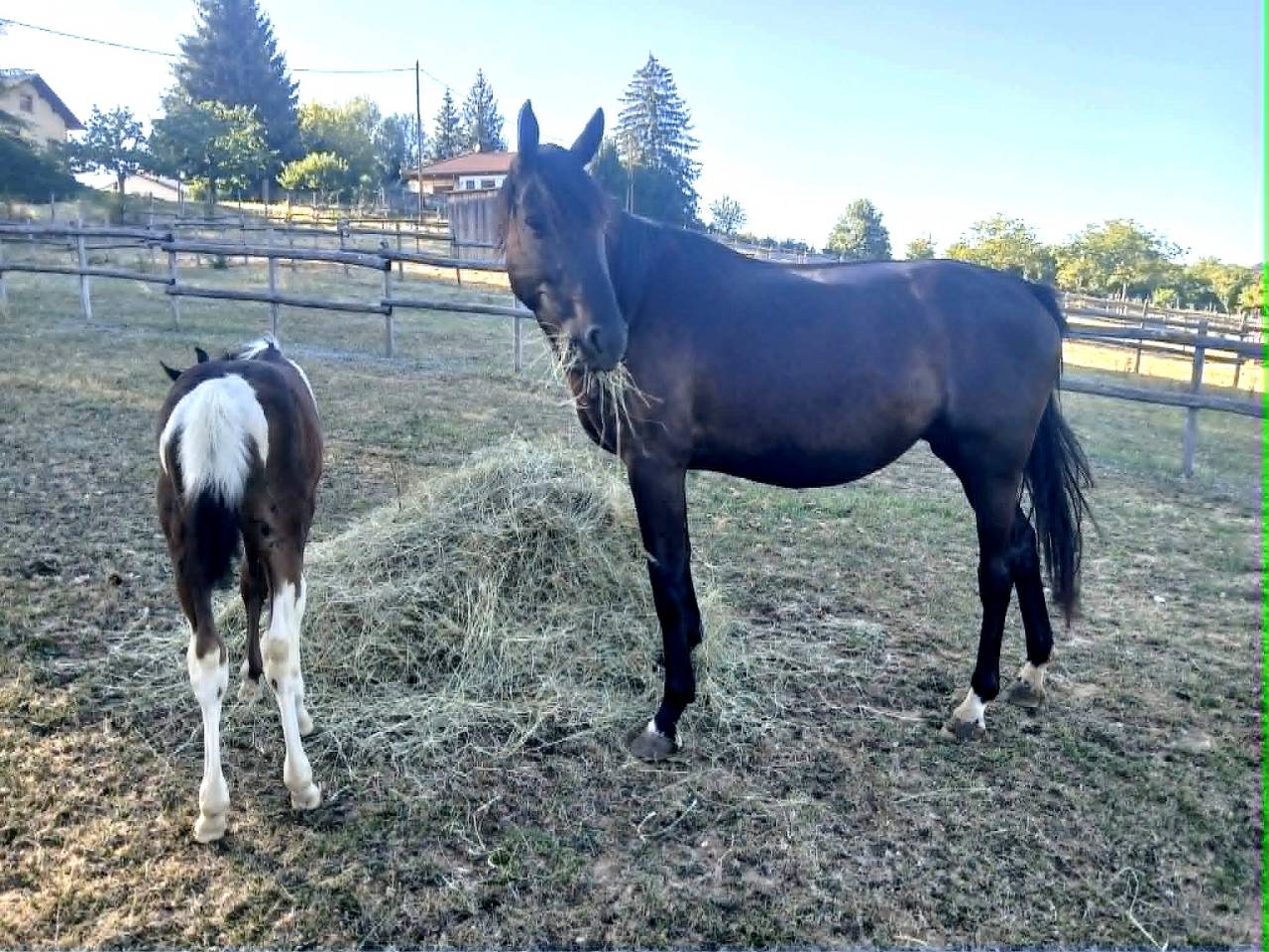foal pie PP sport et jument SF noire 4 ans