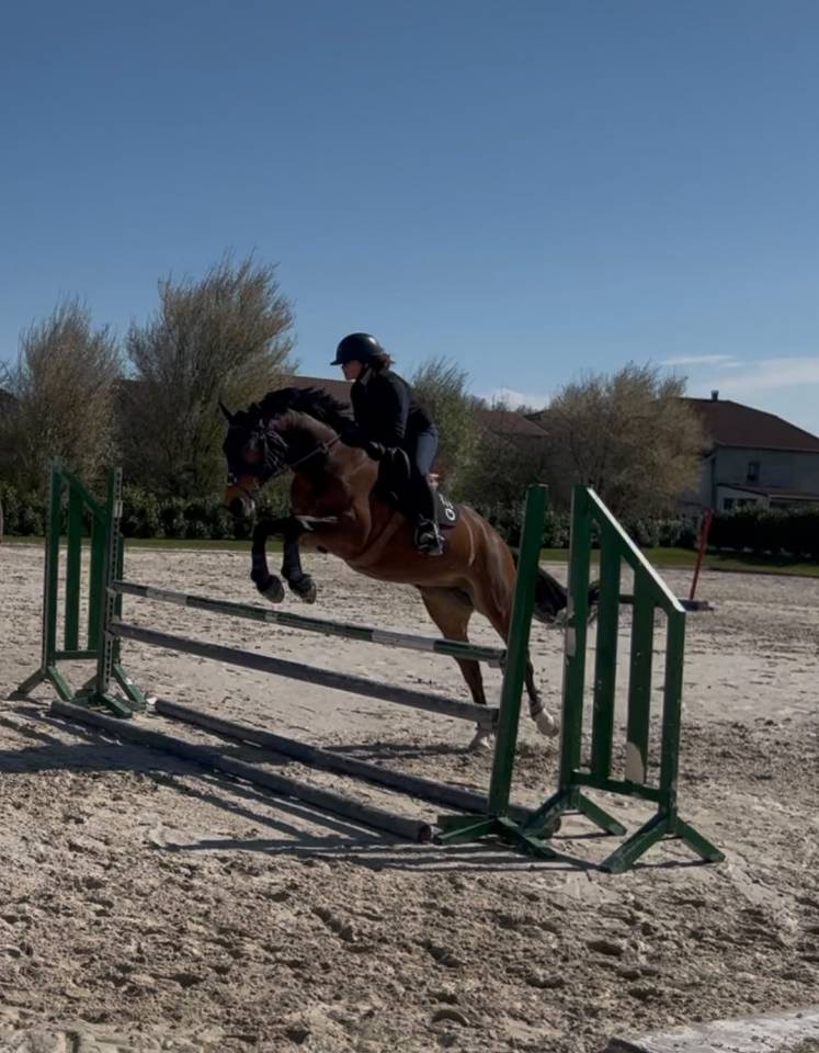 Jument PFS 6ans 155cm