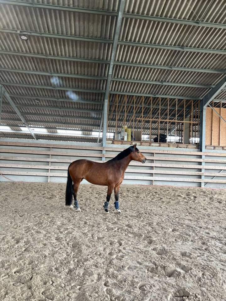 Jument PFS 6ans 155cm