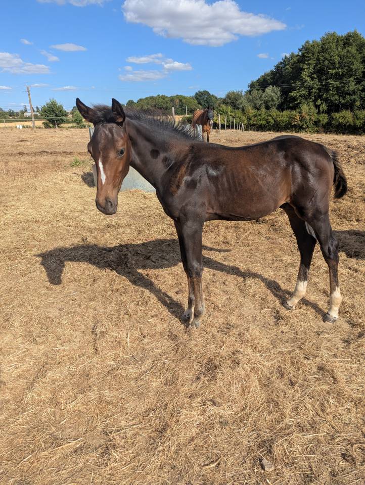 Poulain SF Dartagnan de Beliard 