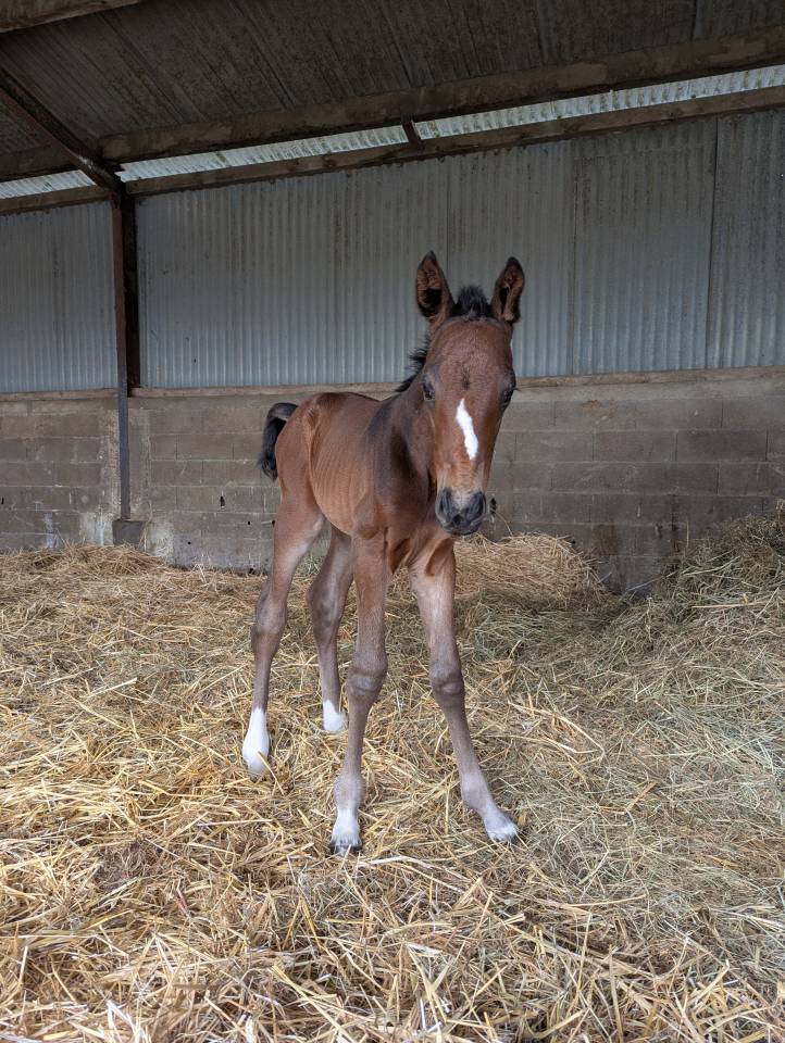 Poulain SF Dartagnan de Beliard 