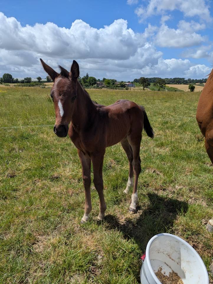 Poulain SF Dartagnan de Beliard 