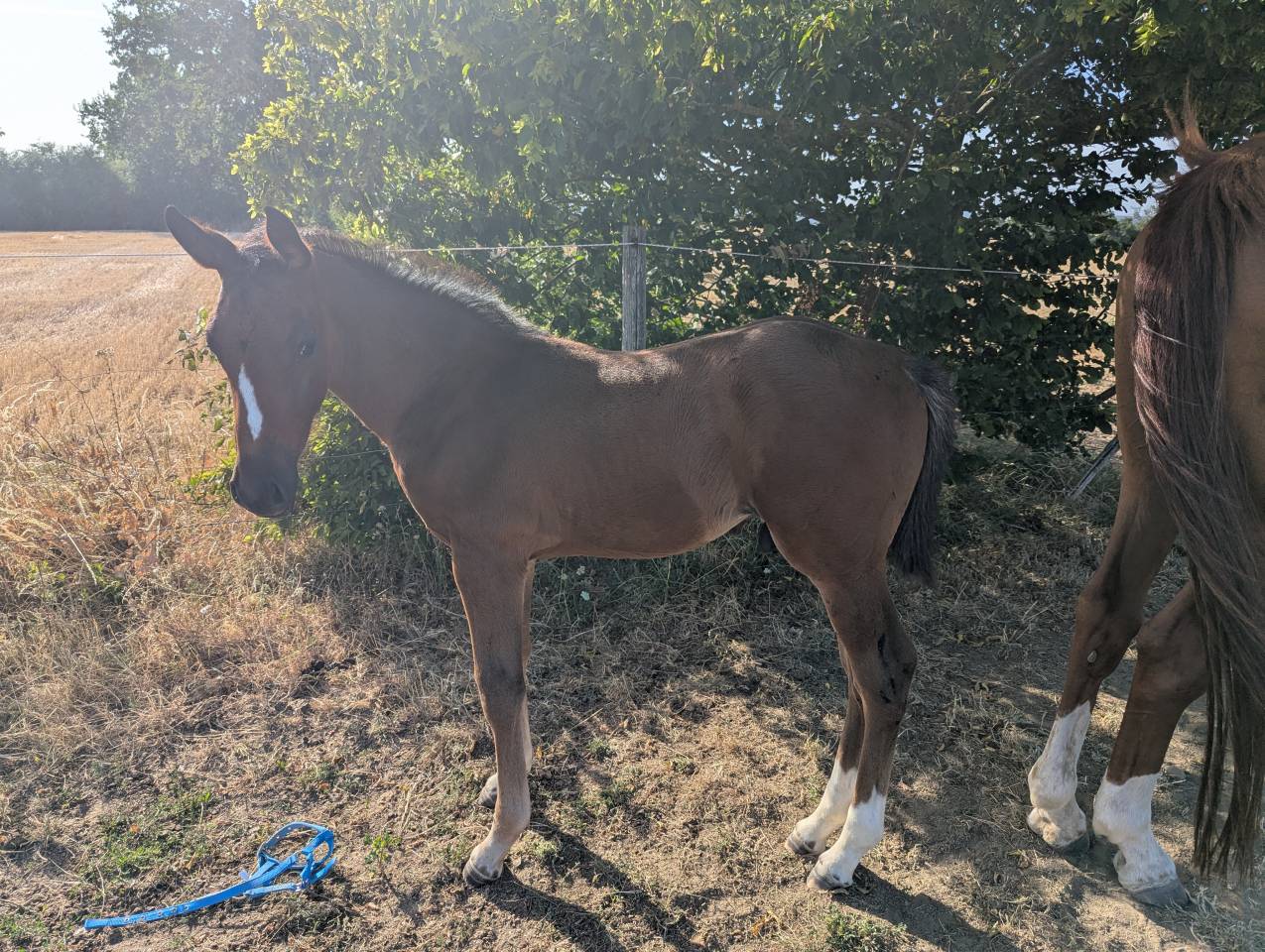 Poulain SF Dartagnan de Beliard 