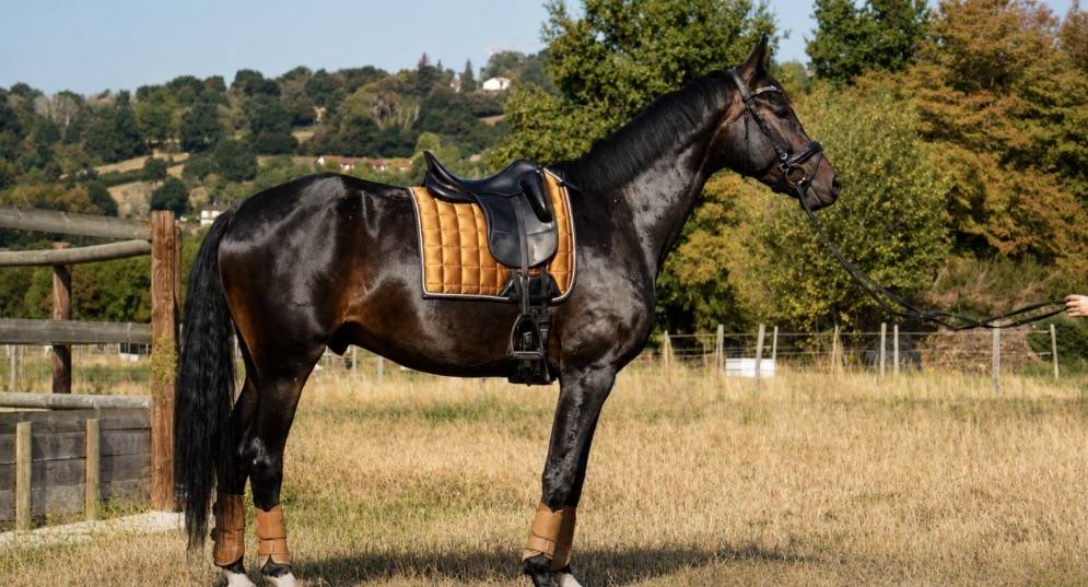 Hongre - Selle Fran&ccedil;ais - 6 ans - Dressage - France