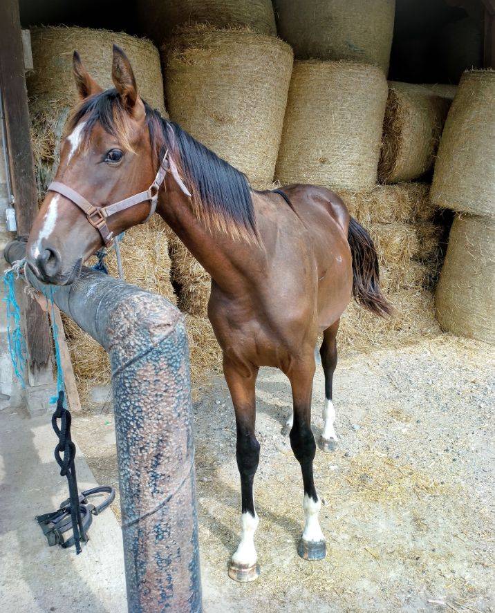 Poulain 15 mois SF