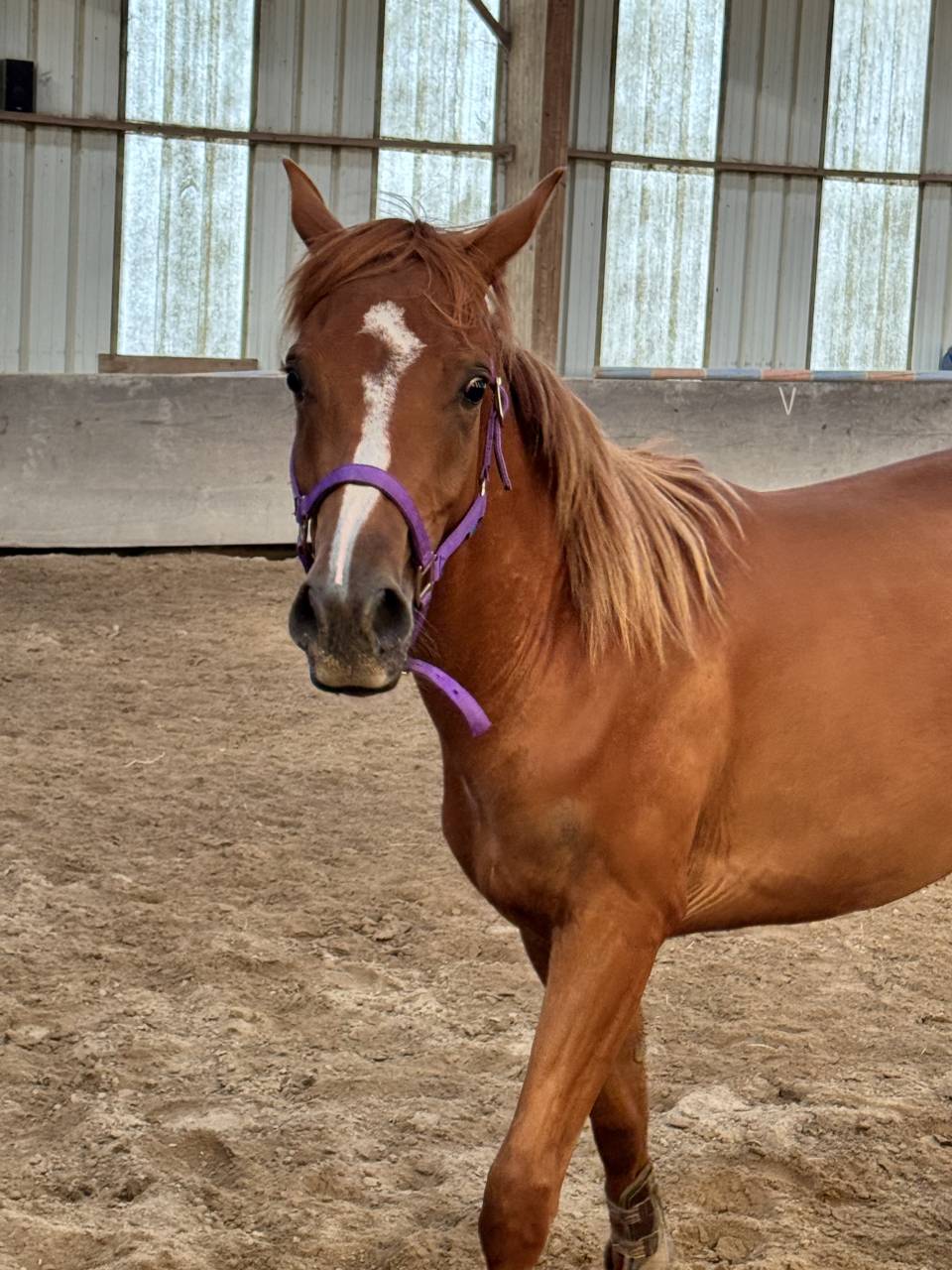 Magnifique cheval &agrave; vendre 