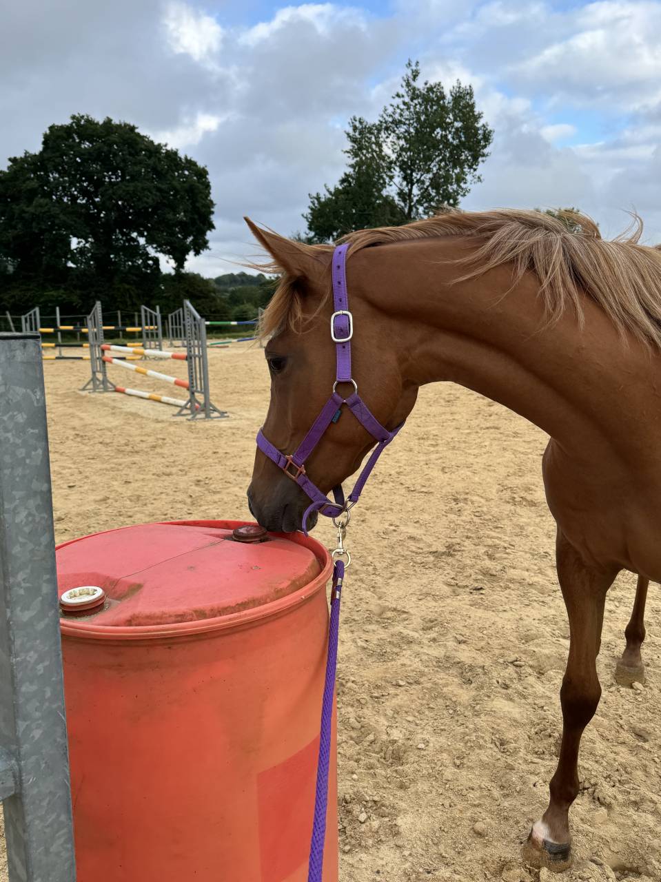 Magnifique cheval &agrave; vendre 