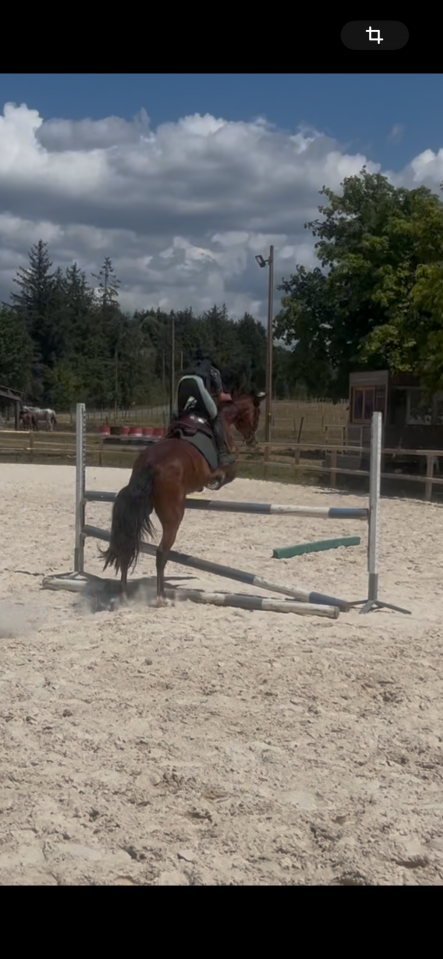 Poney PP 4 ans 