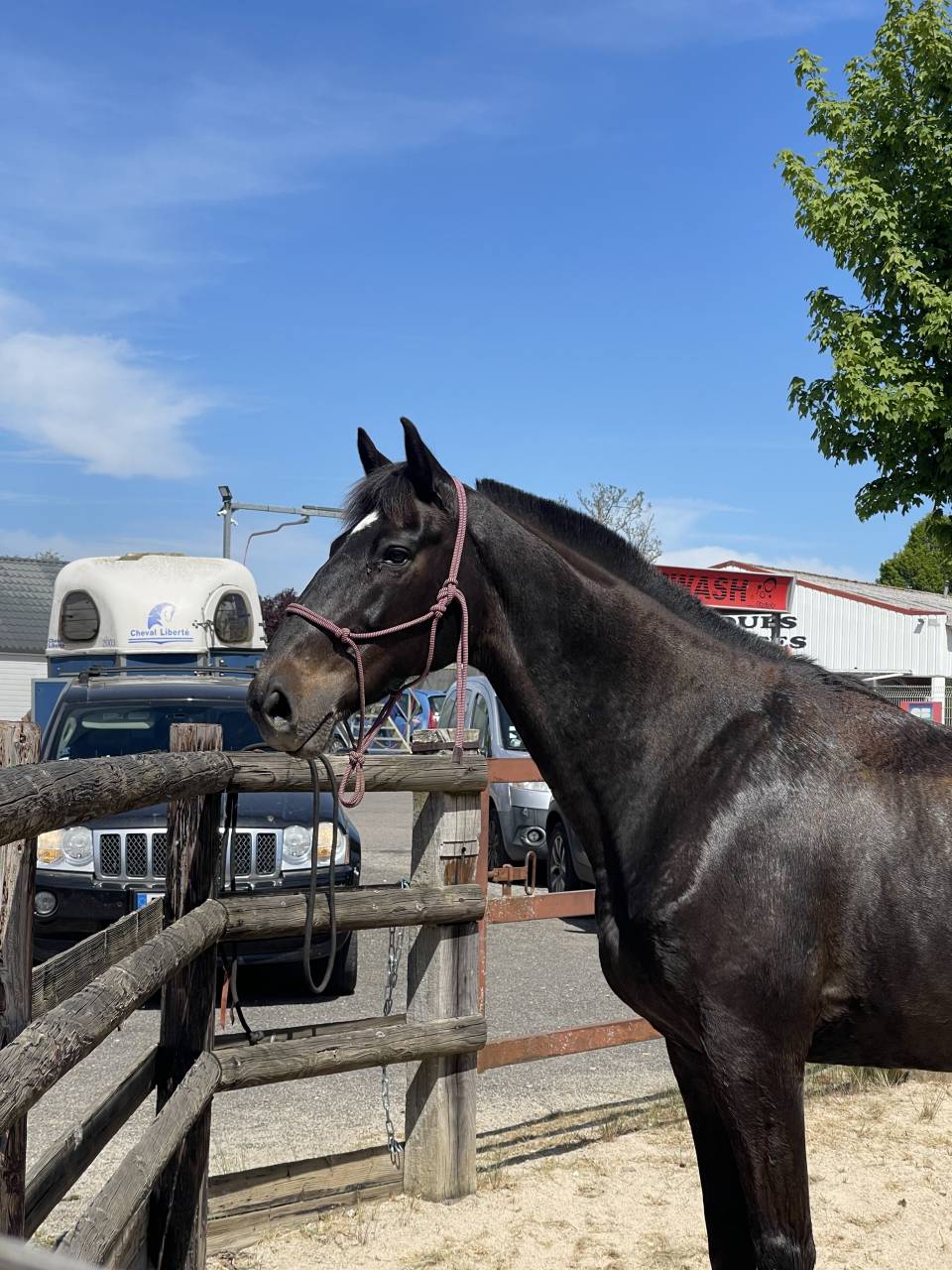 Cheval de loisirs 