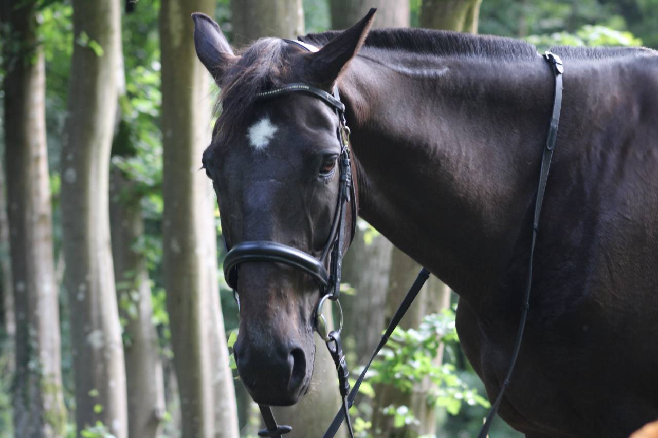 Cheval de loisirs 