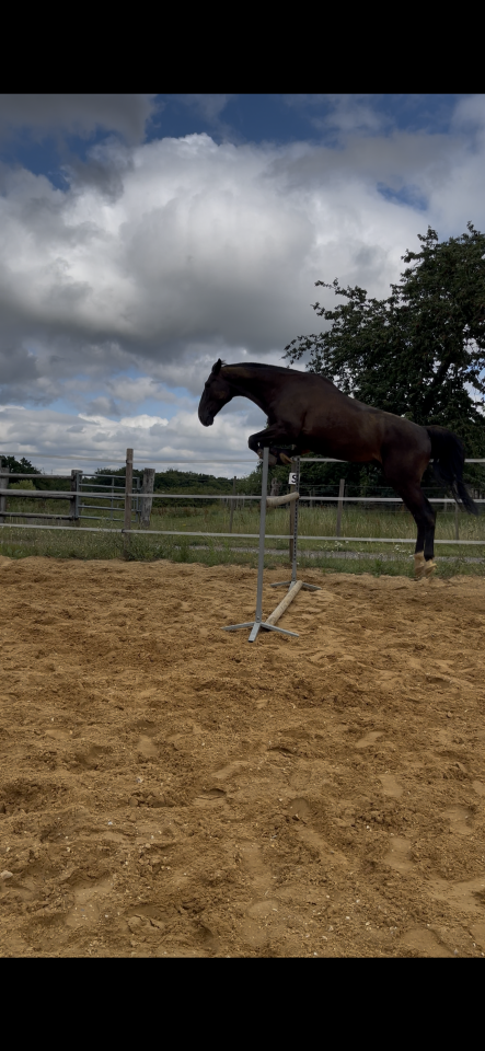 Cheval de loisirs 