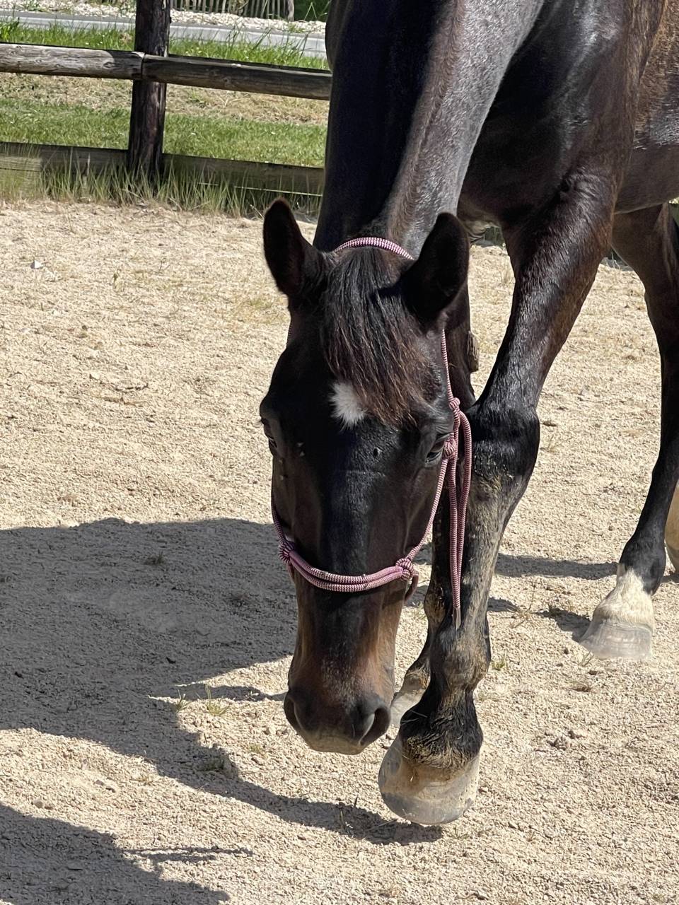 Cheval de loisirs 
