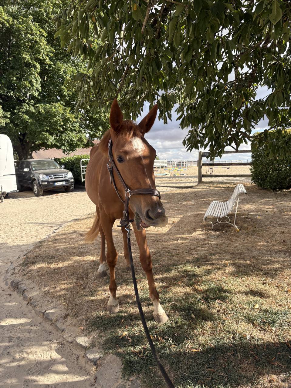 Cheval 
