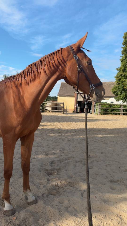 Cheval 