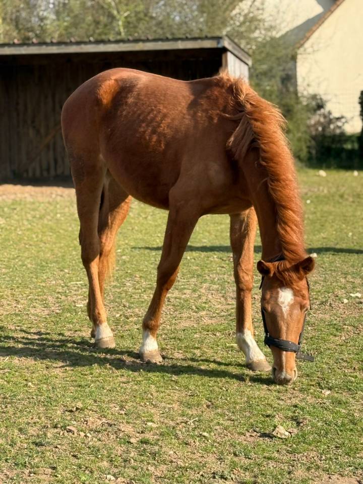 Cheval 