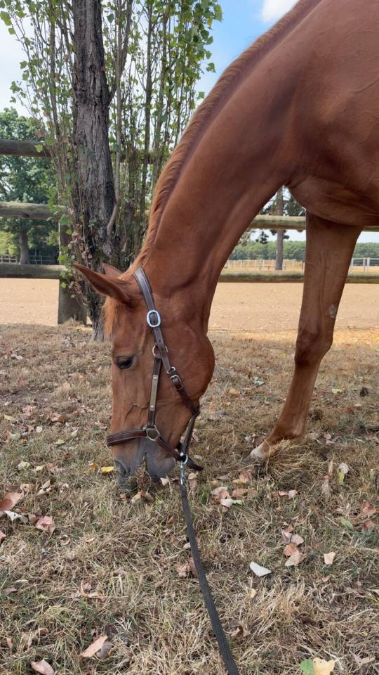 Cheval 