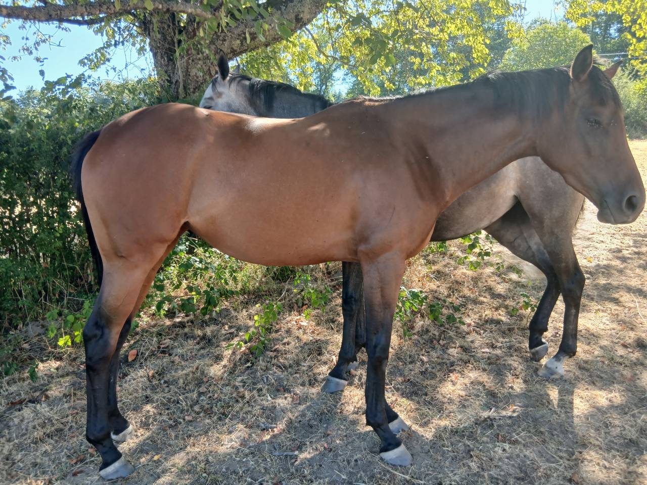 Vends 2 juments PS d&eacute;bourr&eacute;es, 3ans 1m64