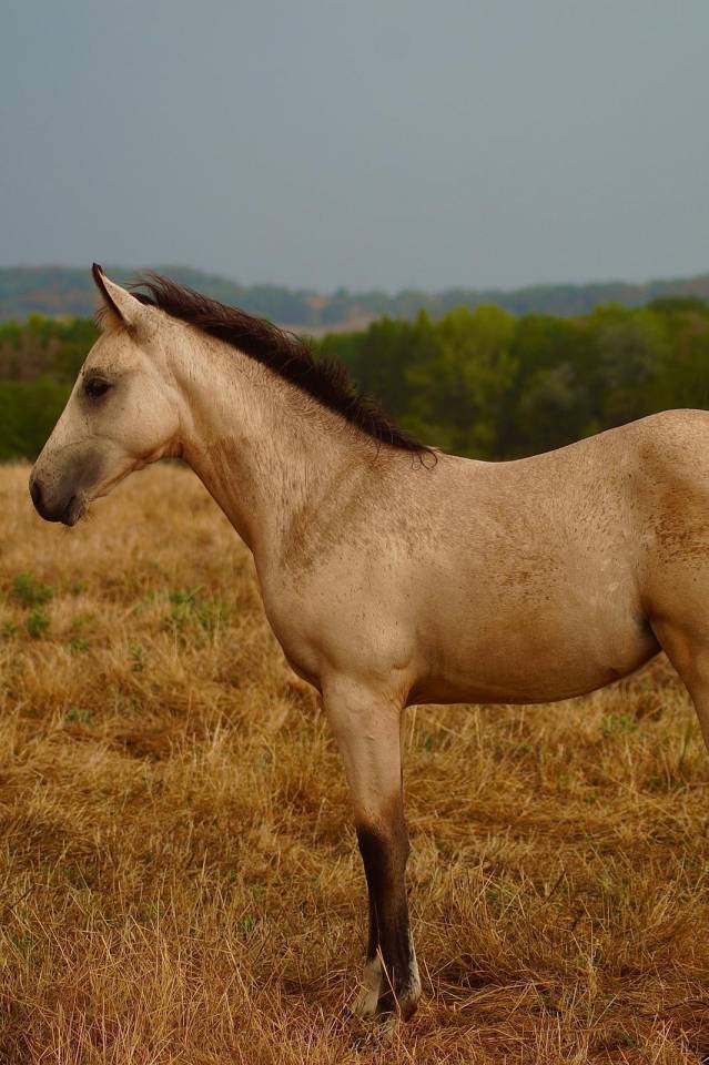 Pouliche RBP Isabelle - 2026