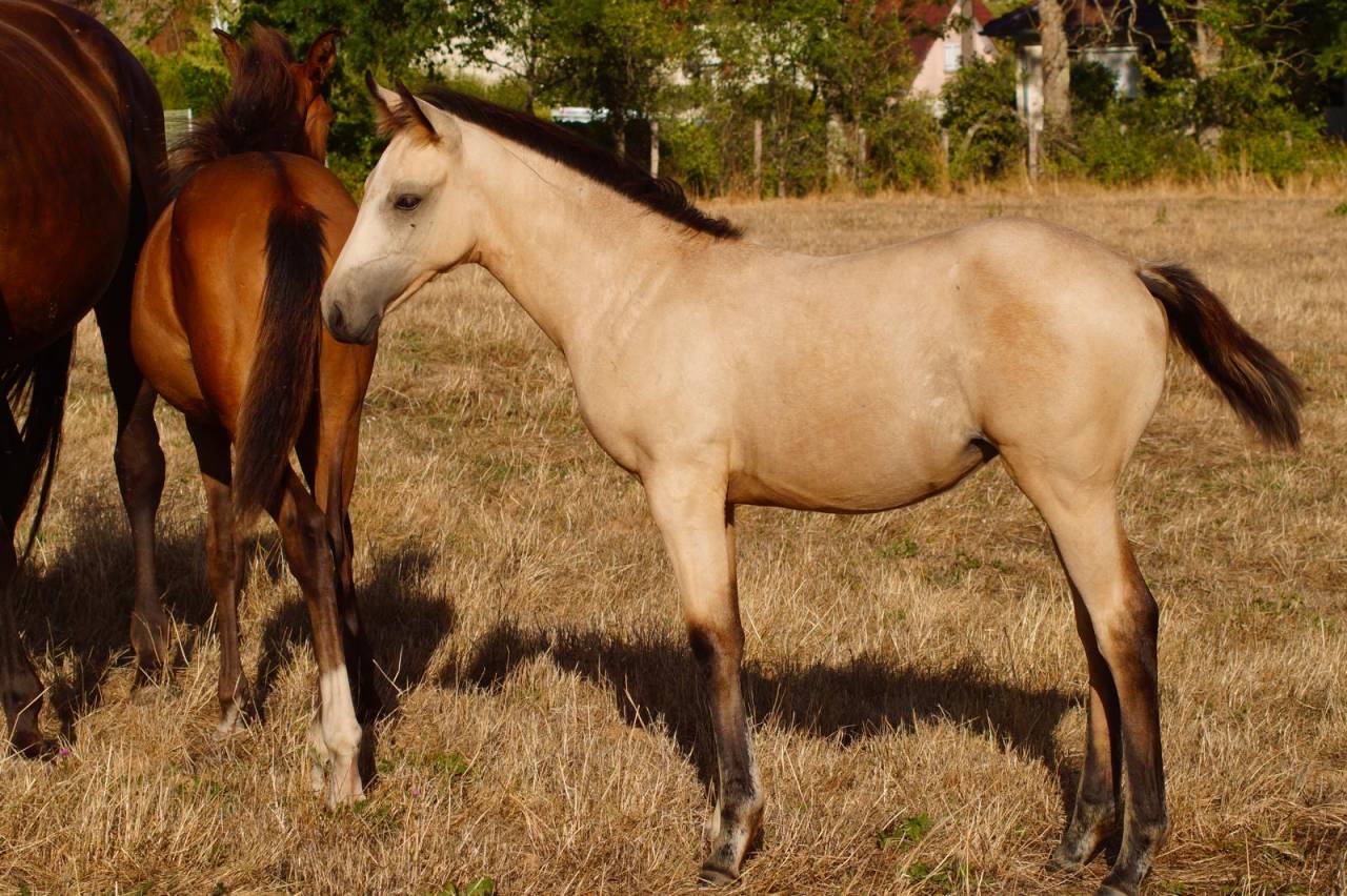 Pouliche RBP Isabelle - 2026