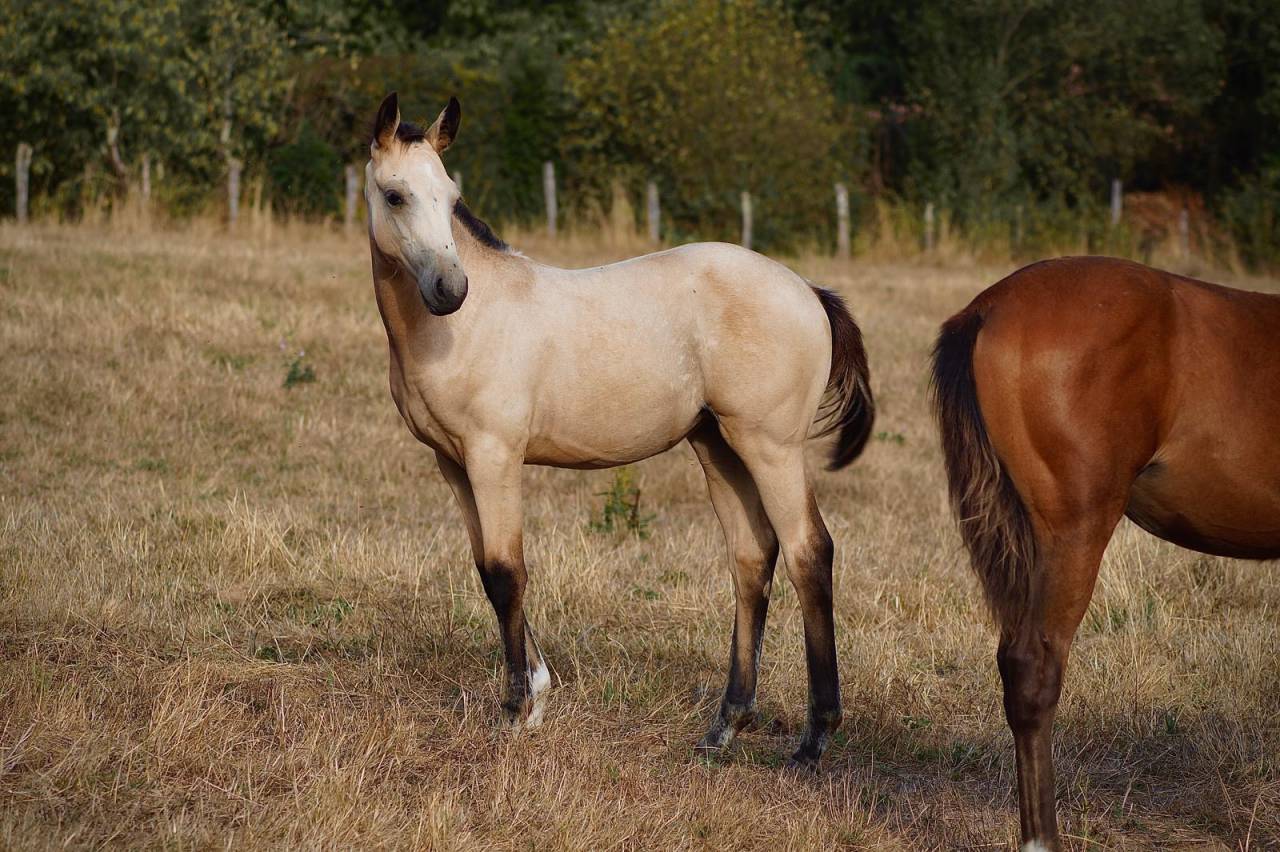 Pouliche RBP Isabelle - 2026