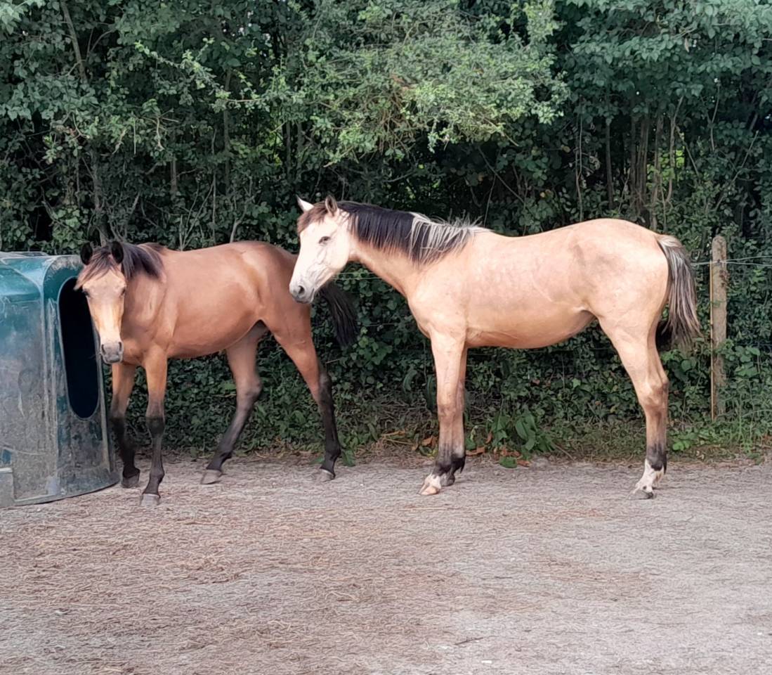 Rare pouliche isabelle + g&eacute;n&eacute;tique haut de gamme !