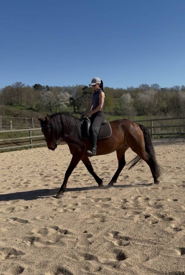 Cheval hongre Lusitanien
