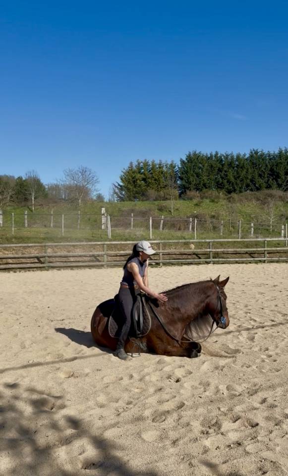 Cheval hongre Lusitanien