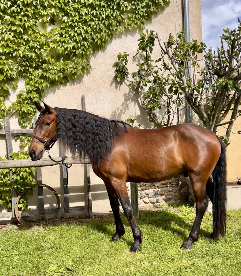Cheval hongre Lusitanien