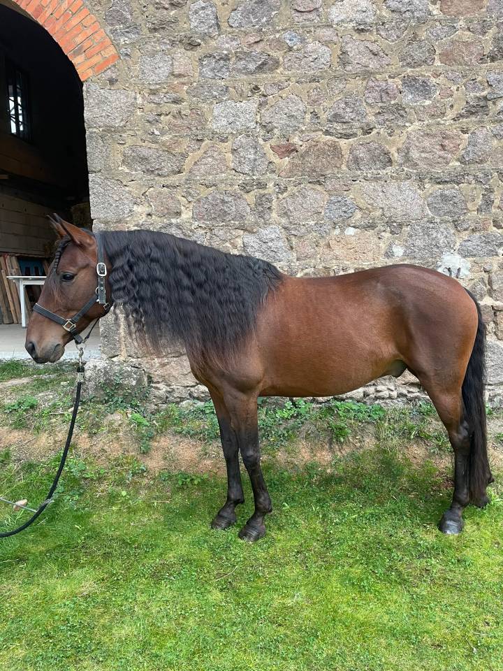 Cheval hongre Lusitanien