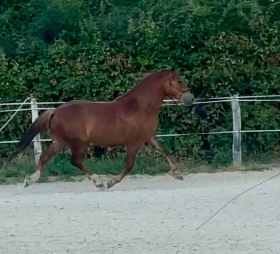 Nagawicka de Muru PFS