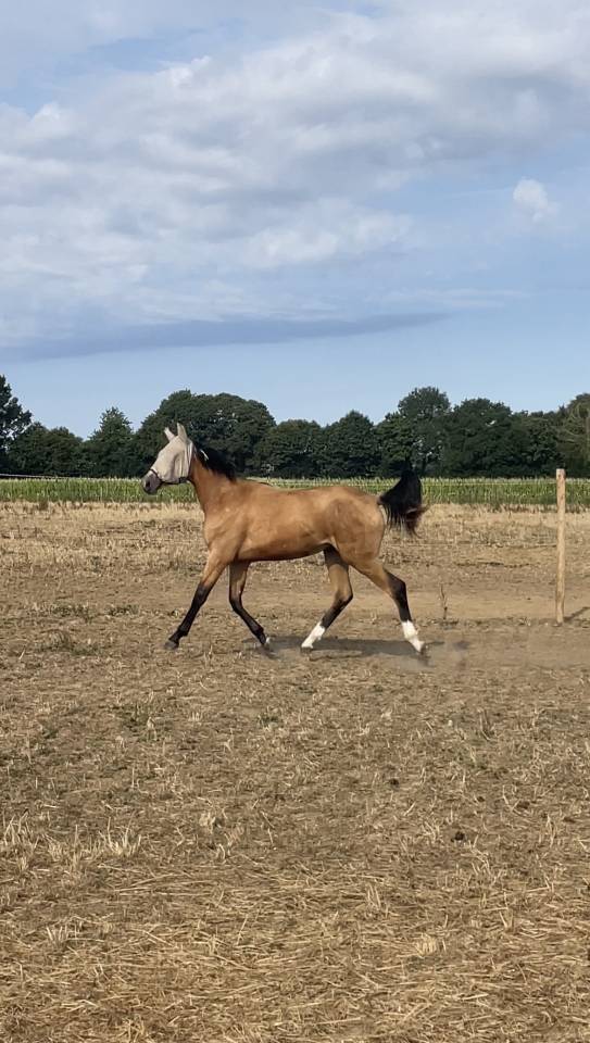 Pouliche SF Isabelle  