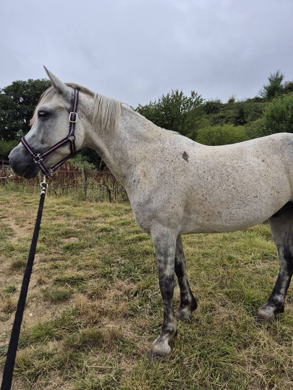 Poney connemara PP