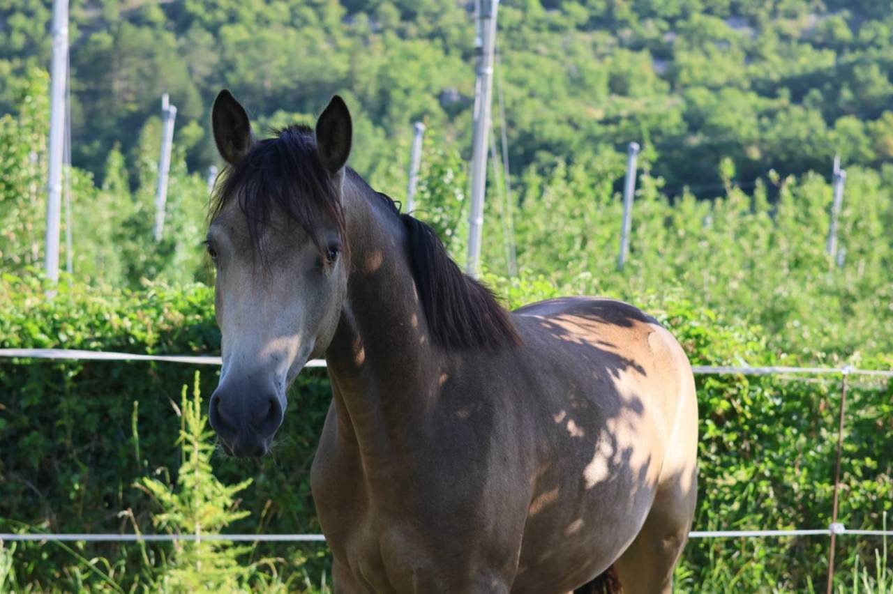 Jument - PFS - 2 ans - Dressage - France