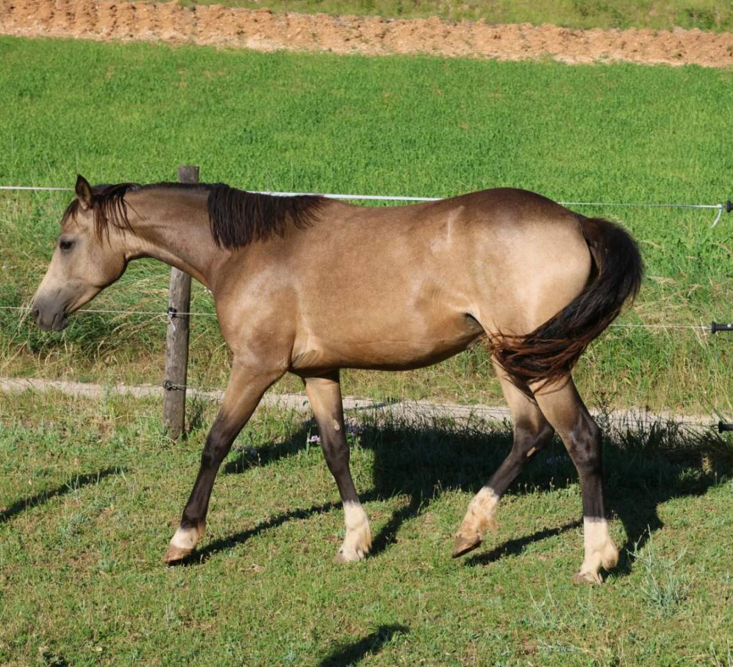 Jument - PFS - 2 ans - Dressage - France