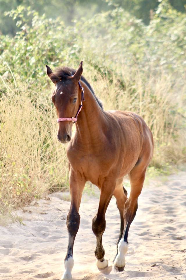 Femelle SF 2026 Dexter de Kerglenn x Casall