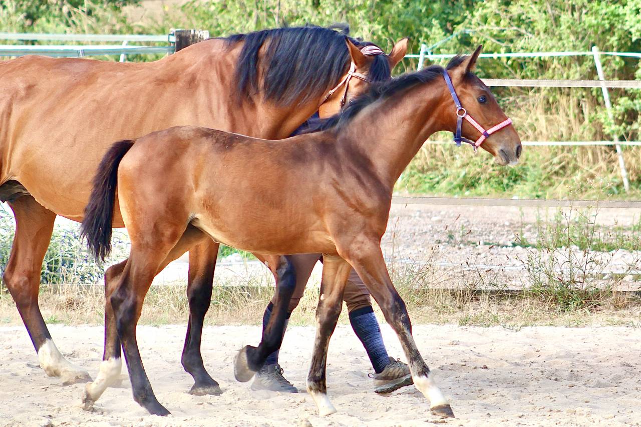 Femelle SF 2026 Dexter de Kerglenn x Casall