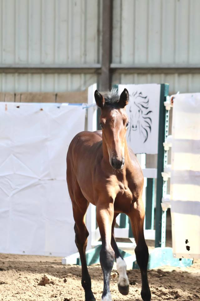 Femelle SF 2026 Dexter de Kerglenn x Casall