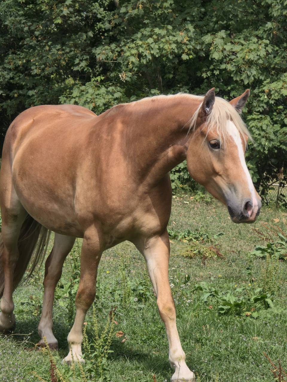 Haflinger 
