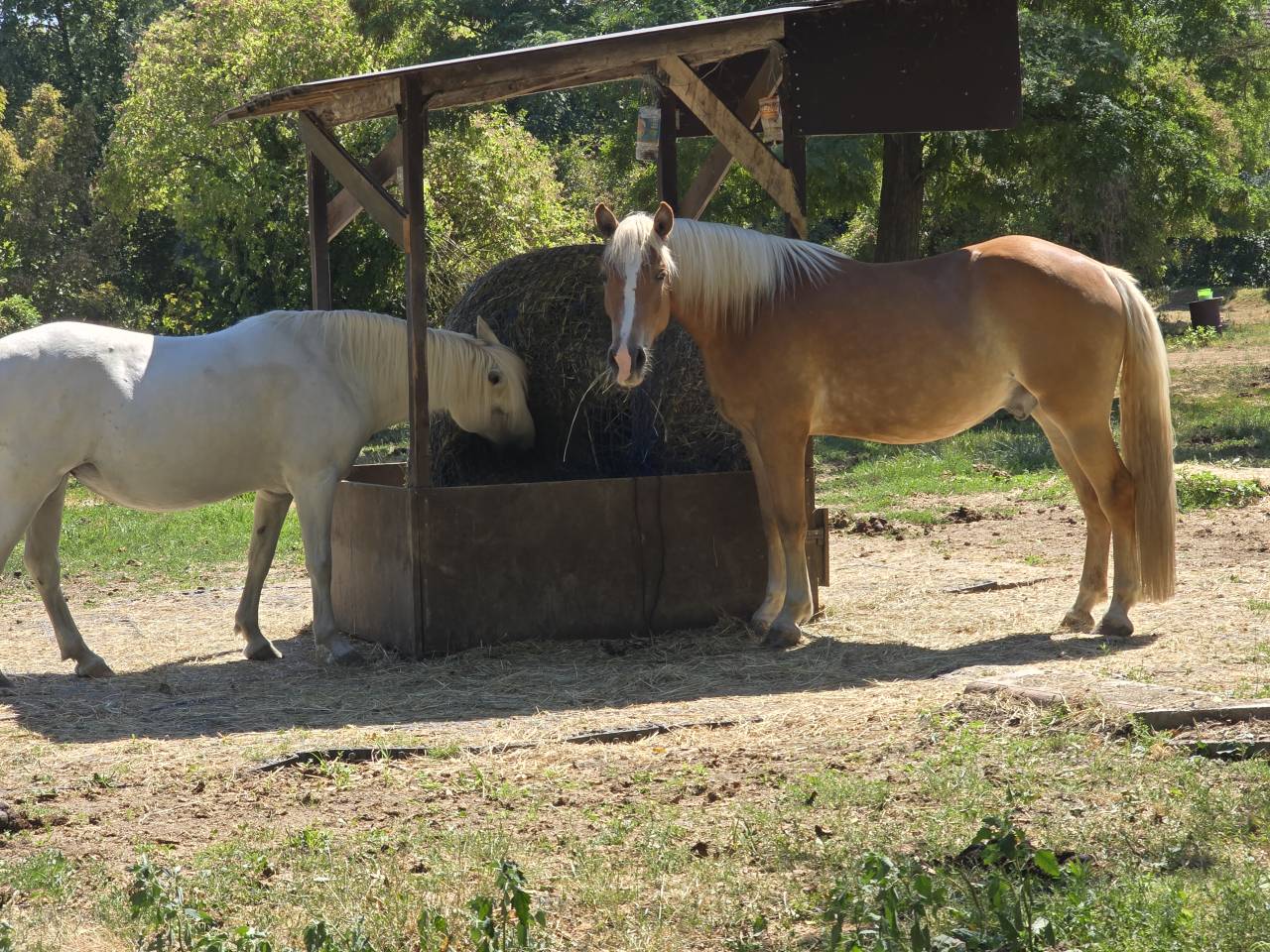 Haflinger 