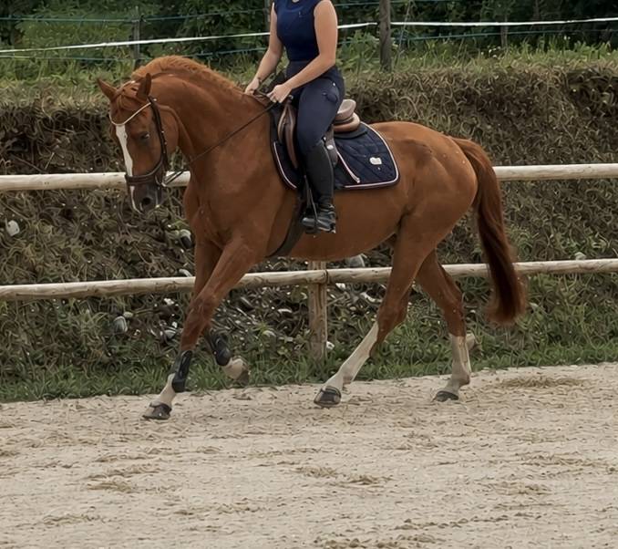 Cheval de sport 